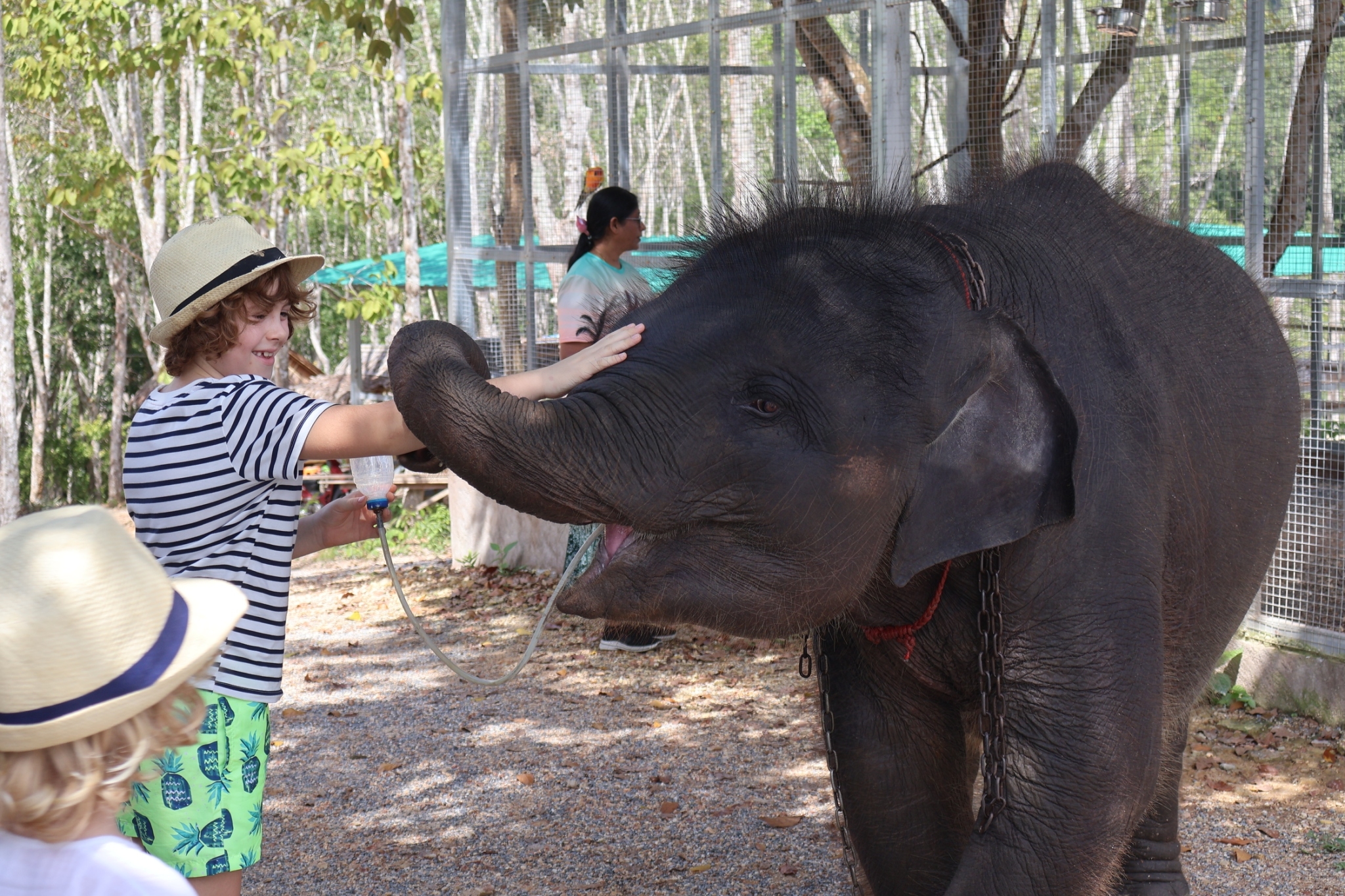 Unforgettable Adventures: Exploring Thailand Elephant Rides
