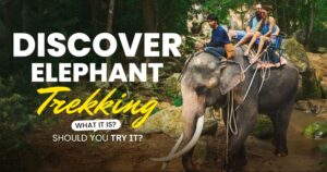 elephant trekking